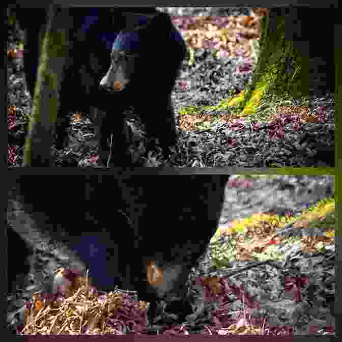 A Black Bear Foraging In The Great Smoky Mountains Great Smoky Mountains National Park: America S Most Visited National Park