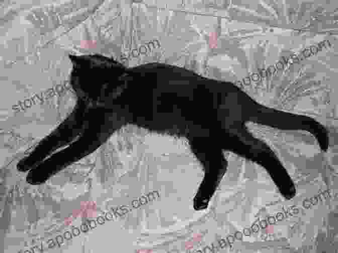 A Black Cat With Five Legs The Five Legs Of The Cat