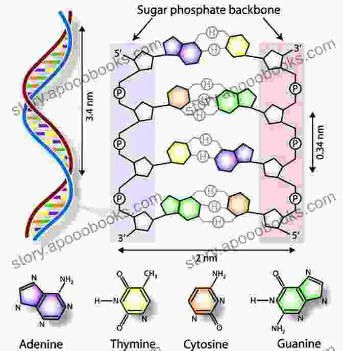 A Close Up Image Of A DNA Molecule, Revealing Its Double Helix Structure. Human Genetics (Genetics And Evolution)