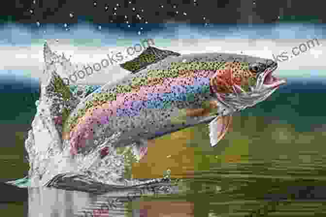 A Close Up Of A Rainbow Trout Leaping Out Of The Water, Its Silver Scales Shimmering In The Sunlight Fly Fishing Lake Del Valle: An Excerpt From Fly Fishing California