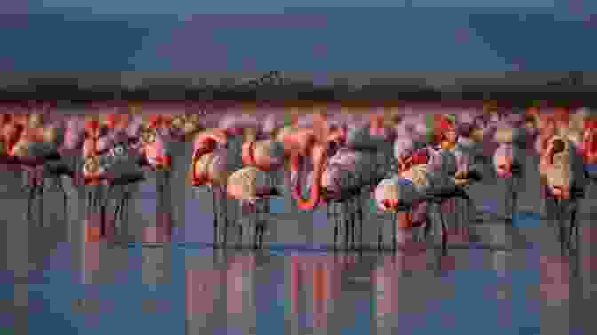 A Flock Of Flamingos Wading In A Shallow Lake. A Guide To The Birds Of East Africa: A Novel