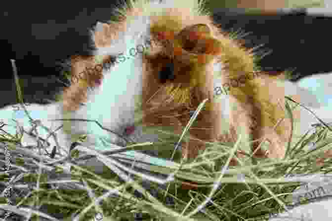 A Guinea Pig Eating Hay Guinea Pig Handbook : The Best Guide On Guinea Pig Care Feeding Behavior Enclosures Health Costs Myths Interaction And All Covered