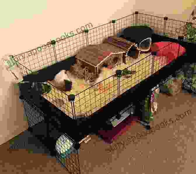 A Guinea Pig In A Cage Guinea Pig Handbook : The Best Guide On Guinea Pig Care Feeding Behavior Enclosures Health Costs Myths Interaction And All Covered