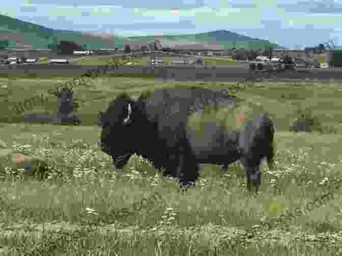 A Majestic Bison Roaming The Great Plains, A Symbol Of Montana's Heritage Montana Icons: Fifty Classic Symbols Of The Treasure State