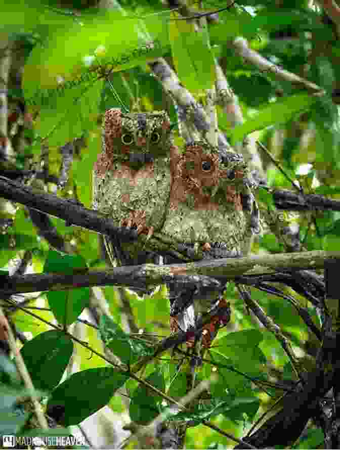 A Pair Of African Scops Owls Perched In A Tree Hollow. A Guide To The Birds Of East Africa: A Novel