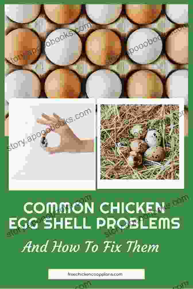 A Person Troubleshooting A Chicken Coop, Addressing Common Challenges Faced By First Time Chicken Keepers. Raising Chickens For The First Time: 6 Simple Steps To A Healthy Happy And Productive Backyard Flock Get Endless Fresh Eggs And Have Fun ng It (Backyard Chickens Guide)