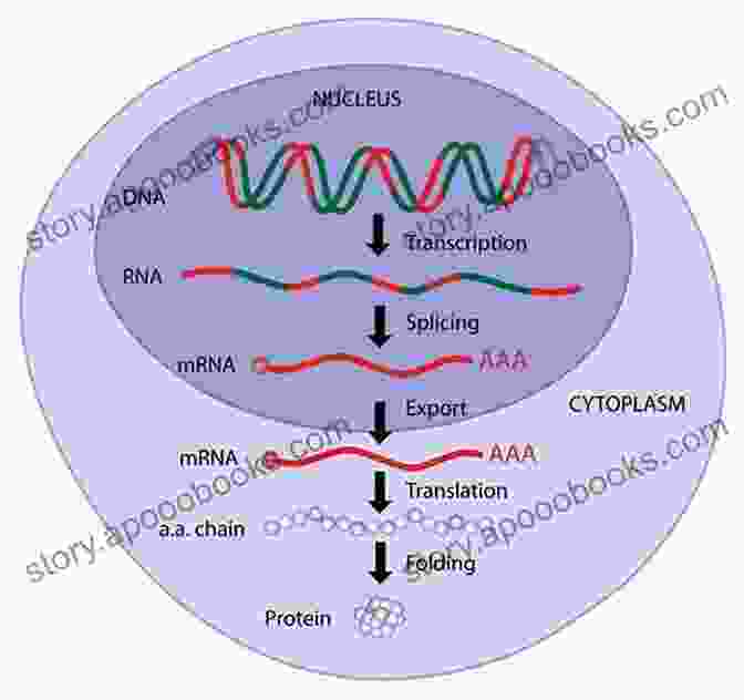 A Simplified Illustration Depicting Gene Expression, From DNA Transcription To Protein Synthesis. Human Genetics (Genetics And Evolution)