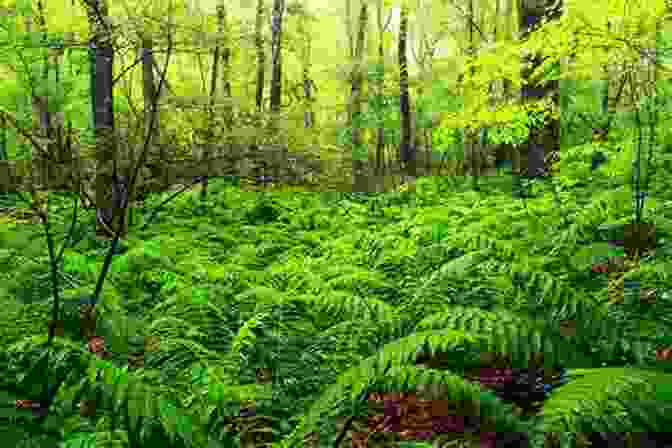 A Temperate Forest, Showing Deciduous Trees And Understory Plants. Ninja Plants: Survival And Adaptation In The Plant World