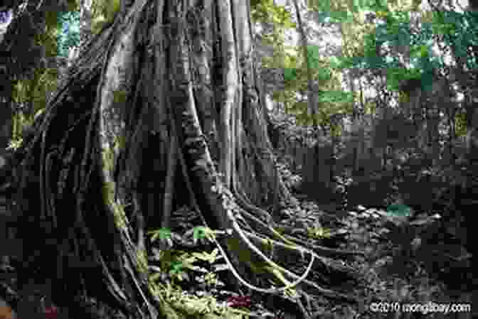 A Tropical Rainforest, Showing Epiphytes, Lianas, And Strangler Figs. Ninja Plants: Survival And Adaptation In The Plant World