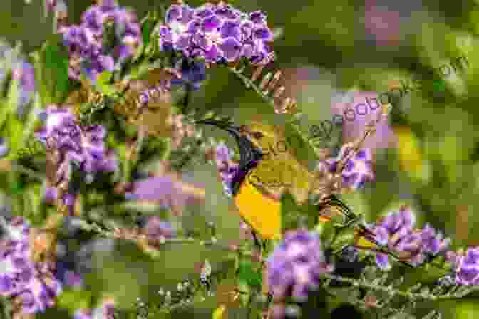 A Vibrant Sunbird Perched On A Flowering Branch. A Guide To The Birds Of East Africa: A Novel