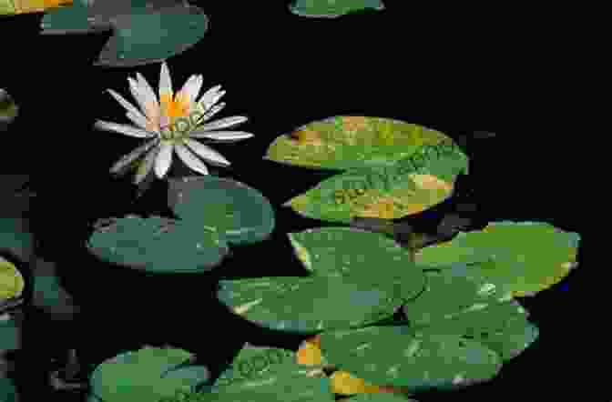 A Water Lily, Showing Its Broad, Floating Leaves. Ninja Plants: Survival And Adaptation In The Plant World