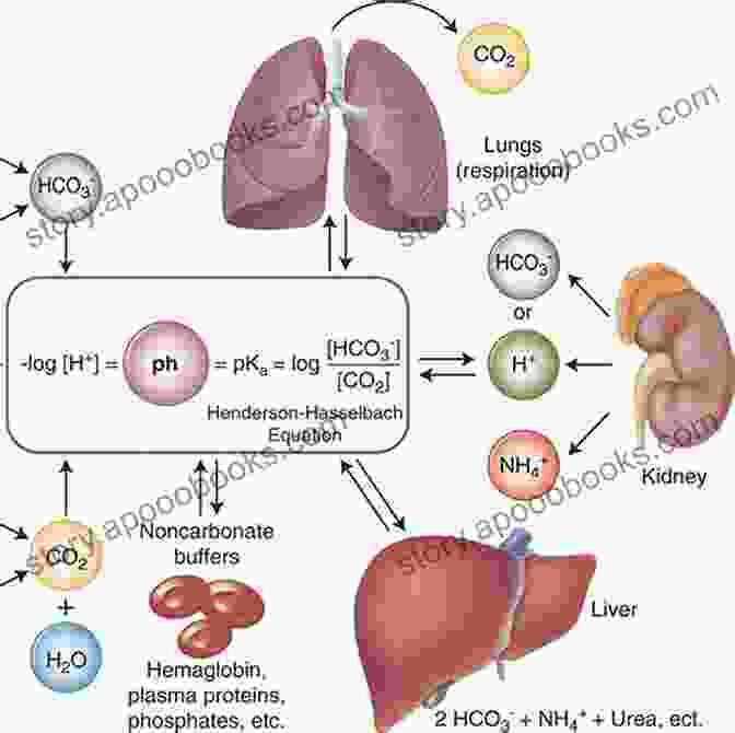 Acid Base Balance Regulation: Clinical Understanding With Exercises Easily Understand Concept Of Acid Base Regulation: Acid Base Balance Regulation Clinical Understanding With Exercises