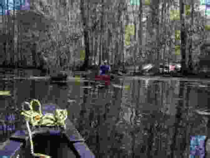 An Image Of A Boat On The Blackwater River In North Carolina, With Black Bears In The Distance North Carolina Curiosities 4th: Quirky Characters Roadside Oddities Other Offbeat Stuff (Curiosities Series)