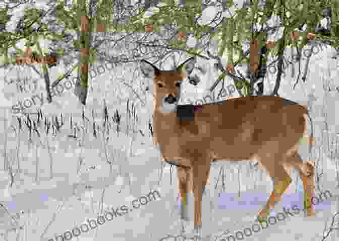 An Image Of A White Doe Standing In A Field In North Carolina, Surrounded By Trees. North Carolina Curiosities 4th: Quirky Characters Roadside Oddities Other Offbeat Stuff (Curiosities Series)