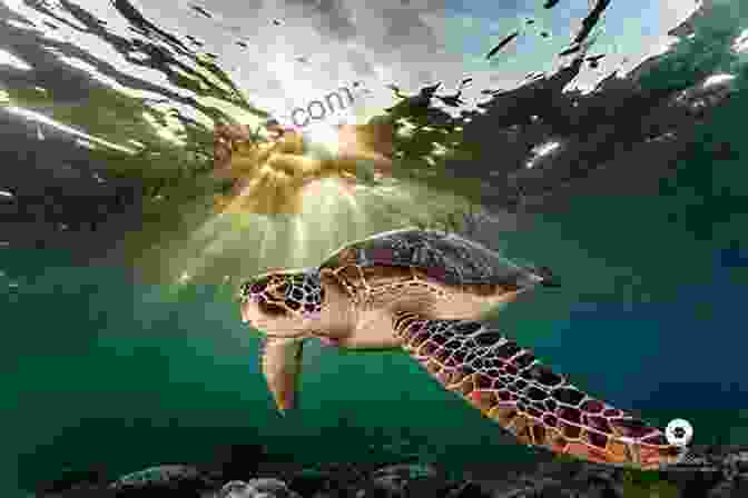 An Underwater Photographer Capturing The Beauty Of A Sea Turtle. Underwater Photographer S Manual: How To Take Photos In Underwater Situations