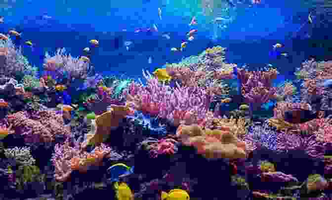 An Underwater Photographer Capturing The Beauty Of A Vibrant Coral Reef. Underwater Photographer S Manual: How To Take Photos In Underwater Situations