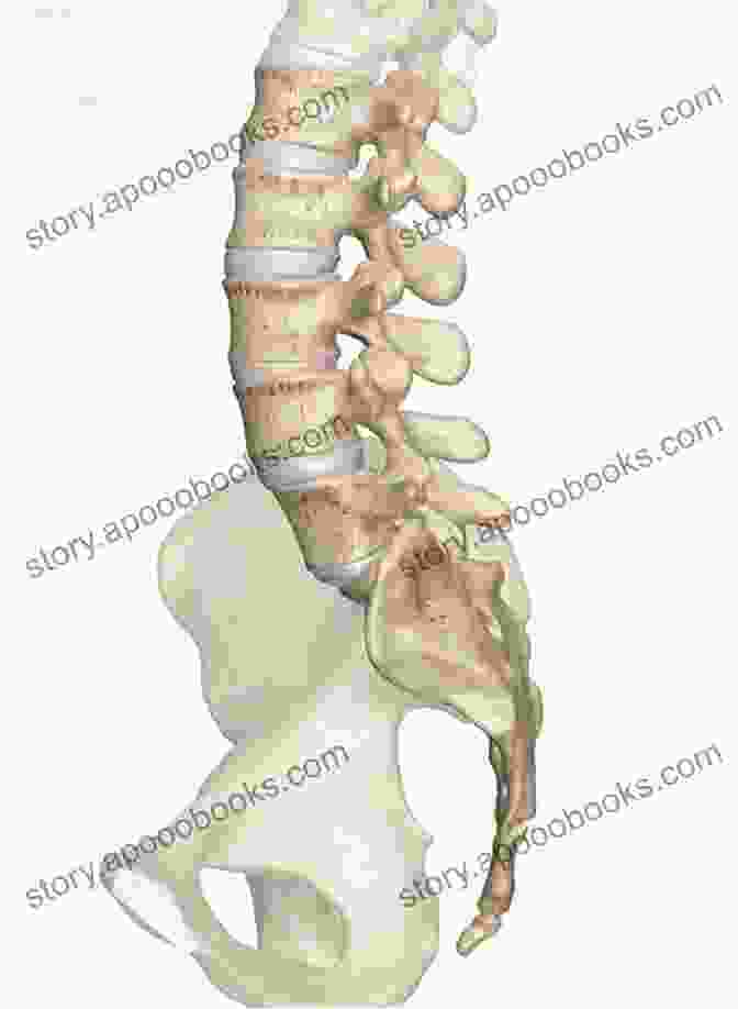 Anatomy Of The Lumbar Spine Lumbar Spondylolisthesis An Issue Of Neurosurgery Clinics Of North America Ebook (The Clinics: Surgery 30)