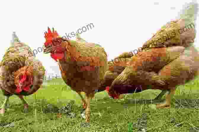 Chickens Foraging In An Organic Environment, Highlighting The Benefits Of Natural Rearing Practices. Raising Chickens For The First Time: 6 Simple Steps To A Healthy Happy And Productive Backyard Flock Get Endless Fresh Eggs And Have Fun ng It (Backyard Chickens Guide)