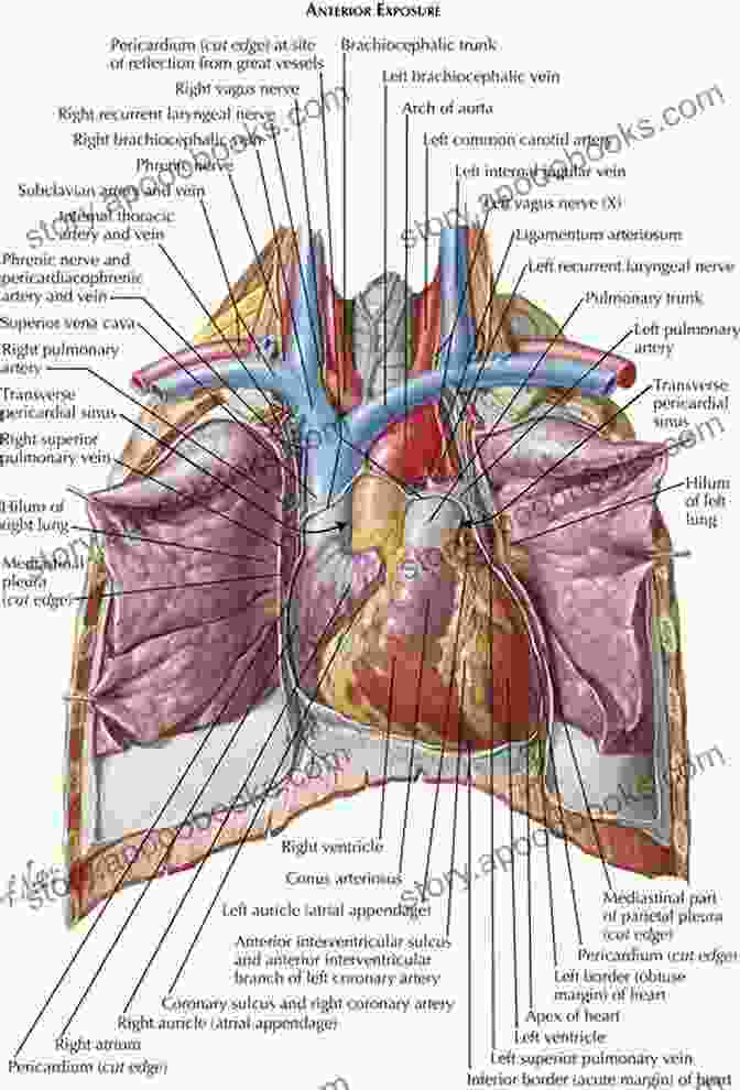 Color Atlas Of Human Anatomy Thorax Heart Anatomy Colour Atlas Of Human Anatomy Thorax