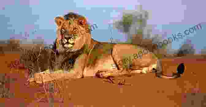 Desert Lion In Kgalagadi Transfrontier Park, South Africa Playing In South Africa S Big Game Parks (Supertramp 1)