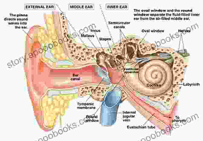 Detailed Anatomy Of The Ear, Showcasing Its Intricate Structures, Including The Outer, Middle, And Inner Ear. Ear Disease: A Clinical Guide