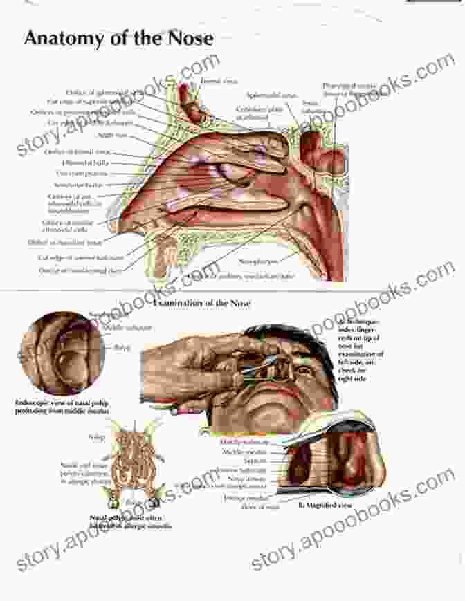 Detailed Diagram Of The Ear, Nose, And Throat Anatomy Ear Nose And Throat: The Official Handbook For Medical Students And Junior Doctors