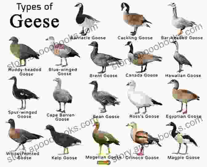 Different Breeds Of Geese Geese Breeding Rearing And Management