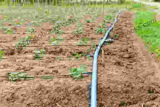 Drip Irrigation System For Water Conservation In Arid And Semiarid Lands Advances In Food Producing Systems For Arid And Semiarid Lands Part B