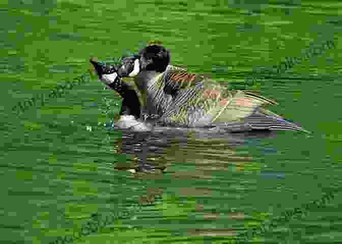 Geese Feeding Practices Geese Breeding Rearing And Management