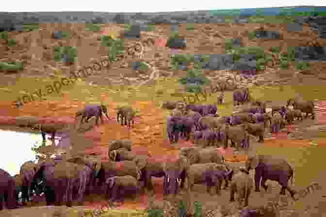 Herd Of Elephants Crossing A River In Addo Elephant National Park, South Africa Playing In South Africa S Big Game Parks (Supertramp 1)