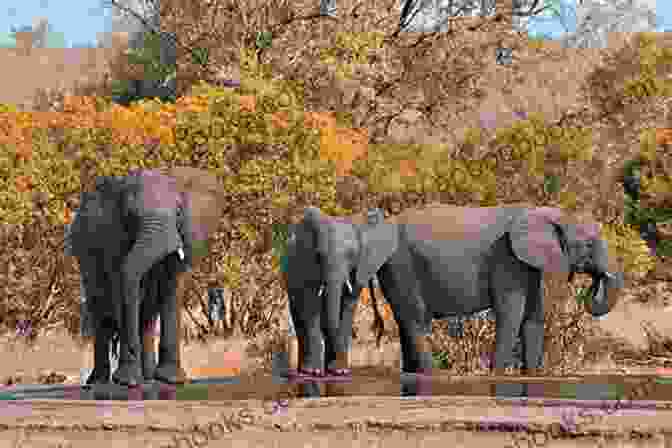 Herd Of Elephants In Kruger National Park, South Africa Playing In South Africa S Big Game Parks (Supertramp 1)