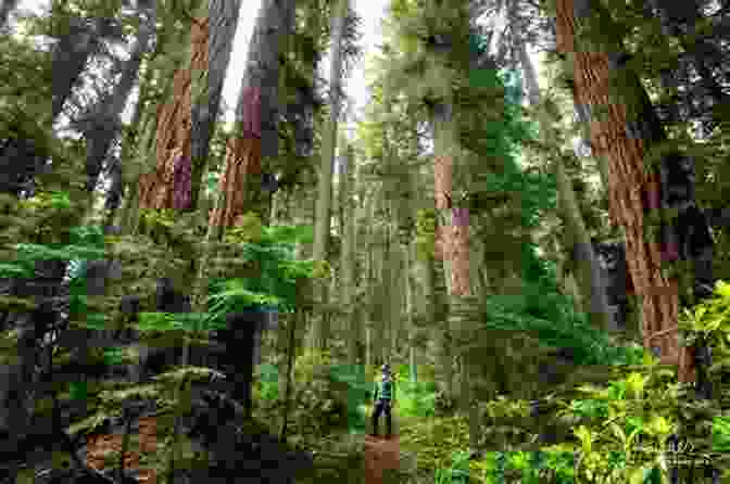 Hike Through Towering Old Growth Forests And Past Sparkling Alpine Lakes In Olympic National Park. Trails Through Western Woods