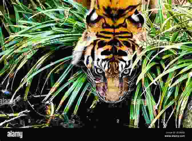 Tiger In Dense Forest Mammals Of South East Asia (Pocket Photo Guides)