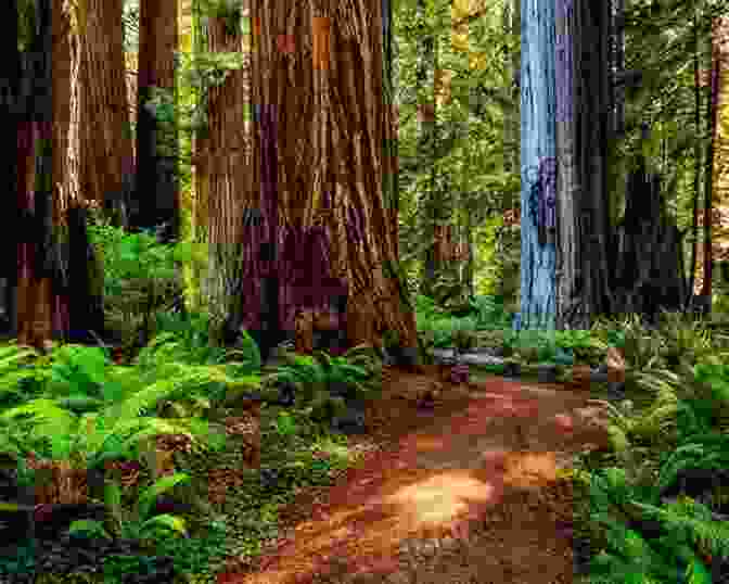 Witness The Towering Grandeur Of Ancient Redwoods And Coastal Vistas In Redwood National And State Parks. Trails Through Western Woods