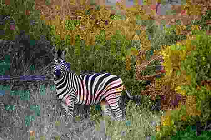 Zebra Grazing In Kruger National Park, South Africa Playing In South Africa S Big Game Parks (Supertramp 1)