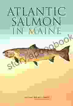 Atlantic Salmon In Maine