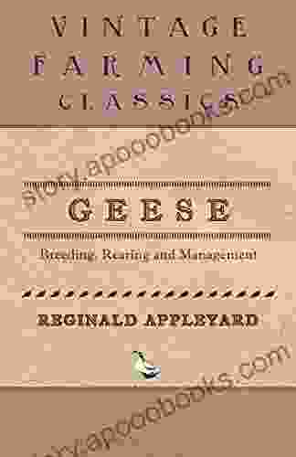 Geese Breeding Rearing and Management